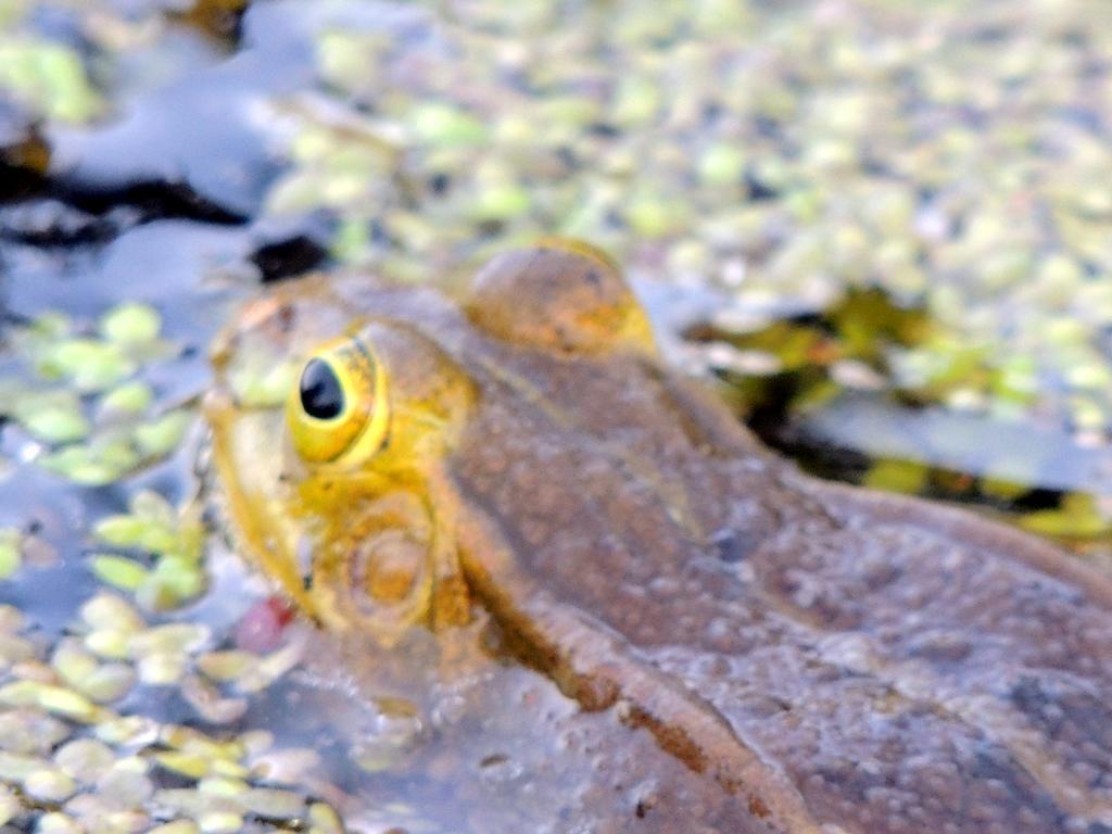 Gdzie Diabel Mowi Dobranoc Lägenhet Pisz Exteriör bild